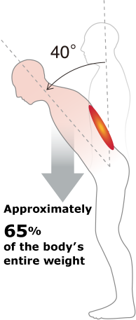 Approximately 65% of the body's entire weight